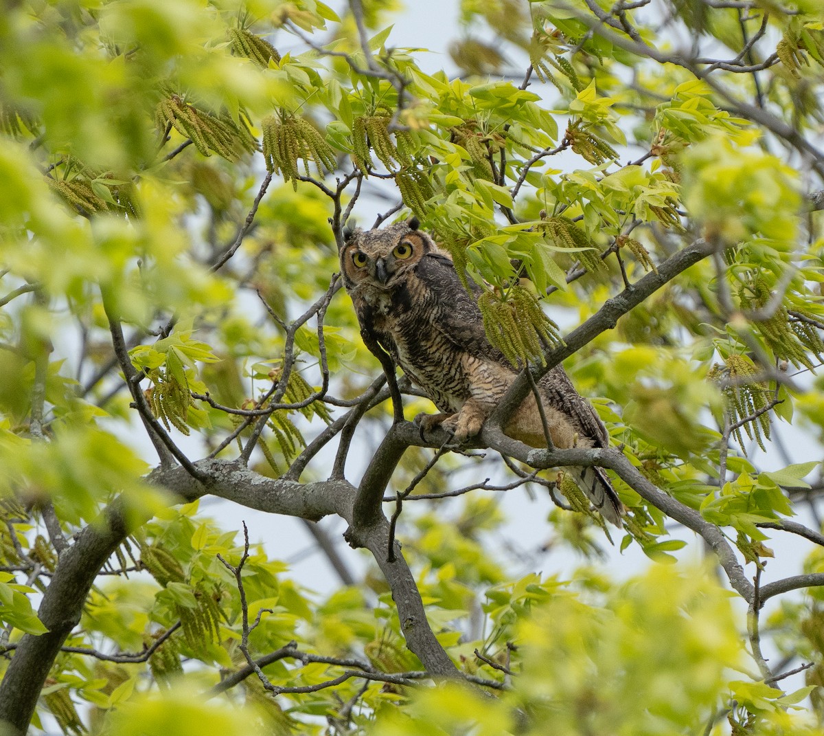 Great Horned Owl - ML566355611