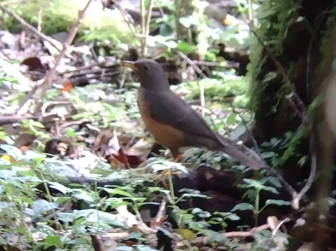 Wallacean Island-Thrush - Lars Mannzen