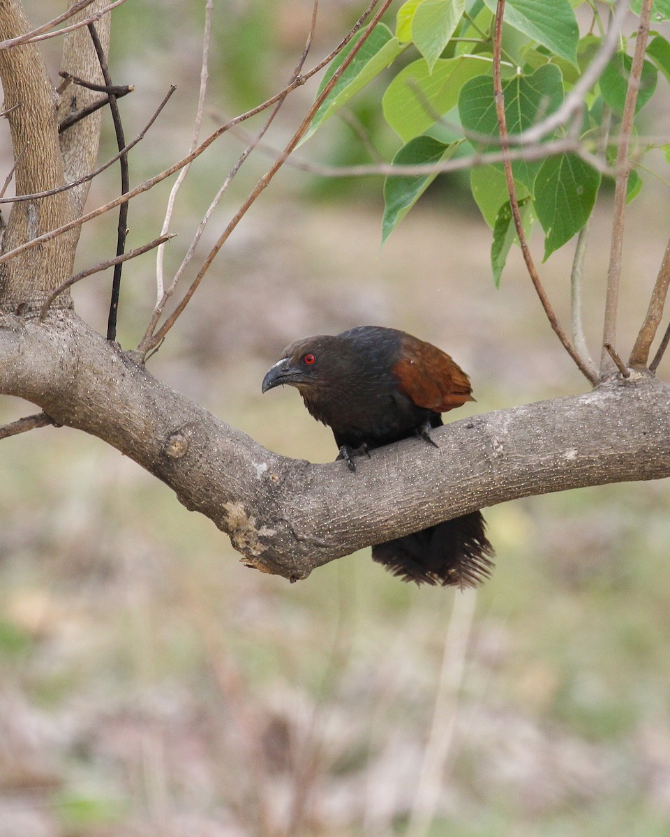 Grand Coucal - ML566356171