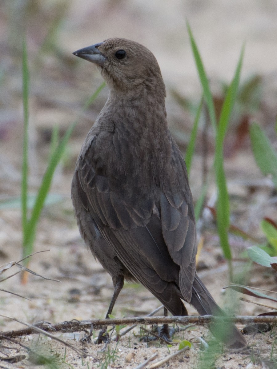 Brown-headed Cowbird - ML56635731