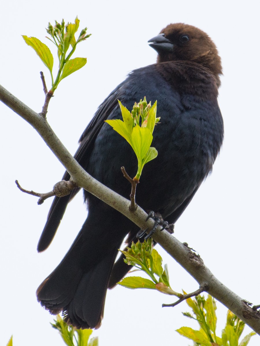 Brown-headed Cowbird - T I