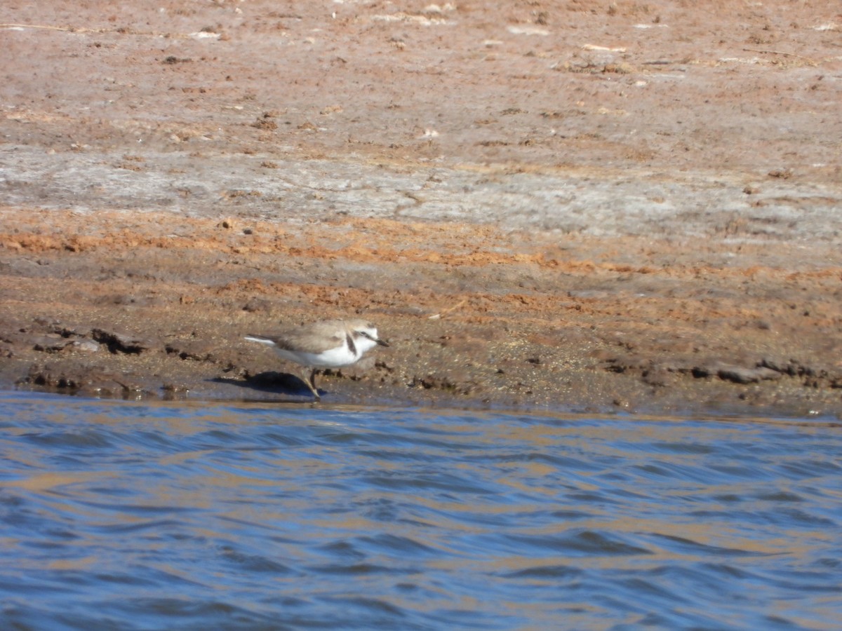 Kentish Plover - ML566358091