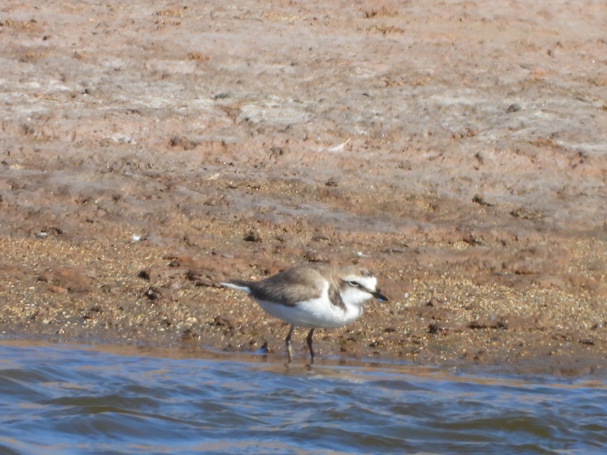 Kentish Plover - ML566358101