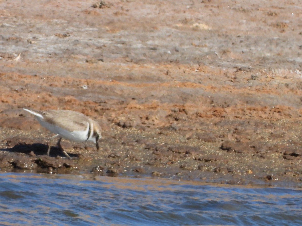 Kentish Plover - ML566358111