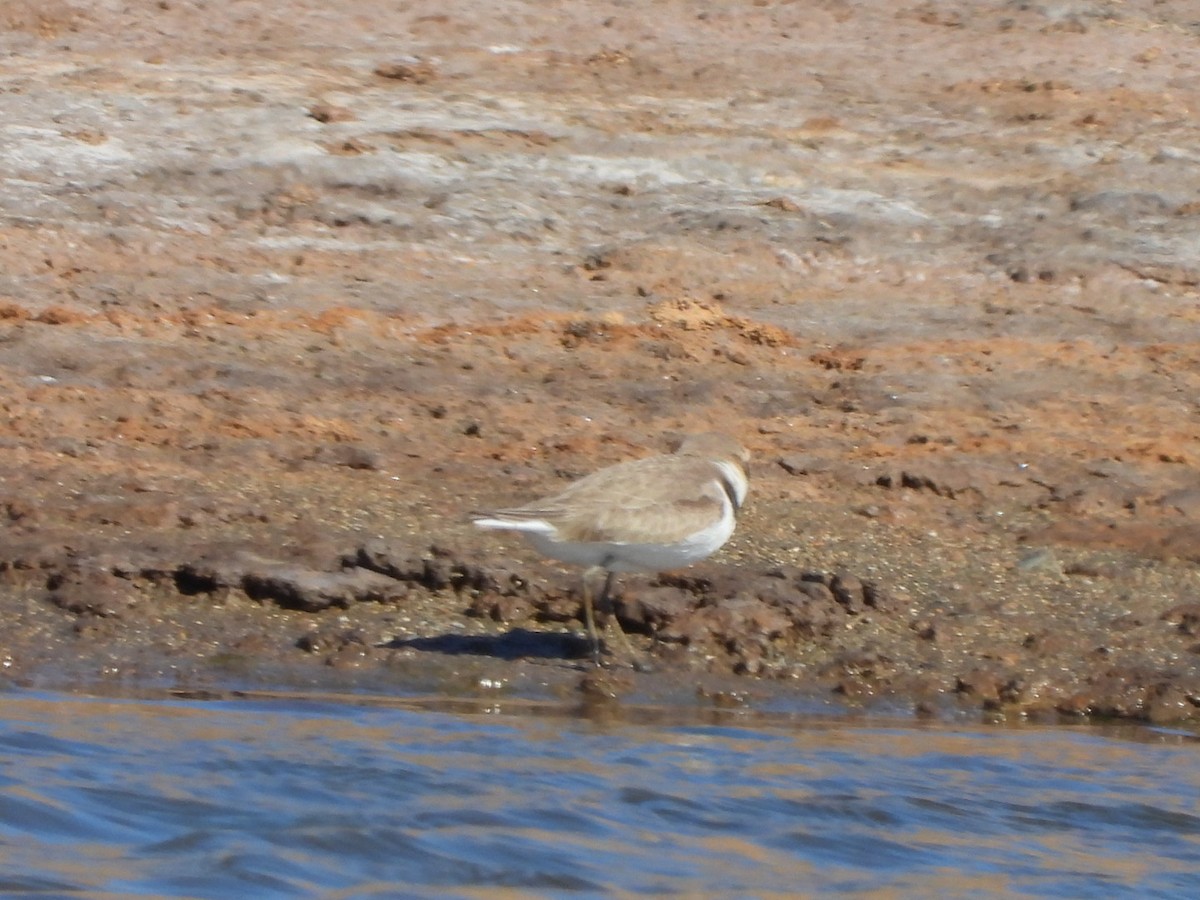 Kentish Plover - ML566358121