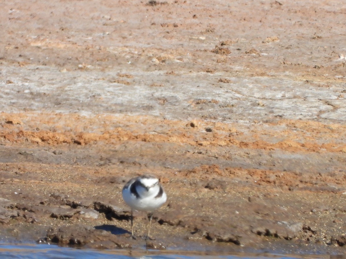 Kentish Plover - ML566358131