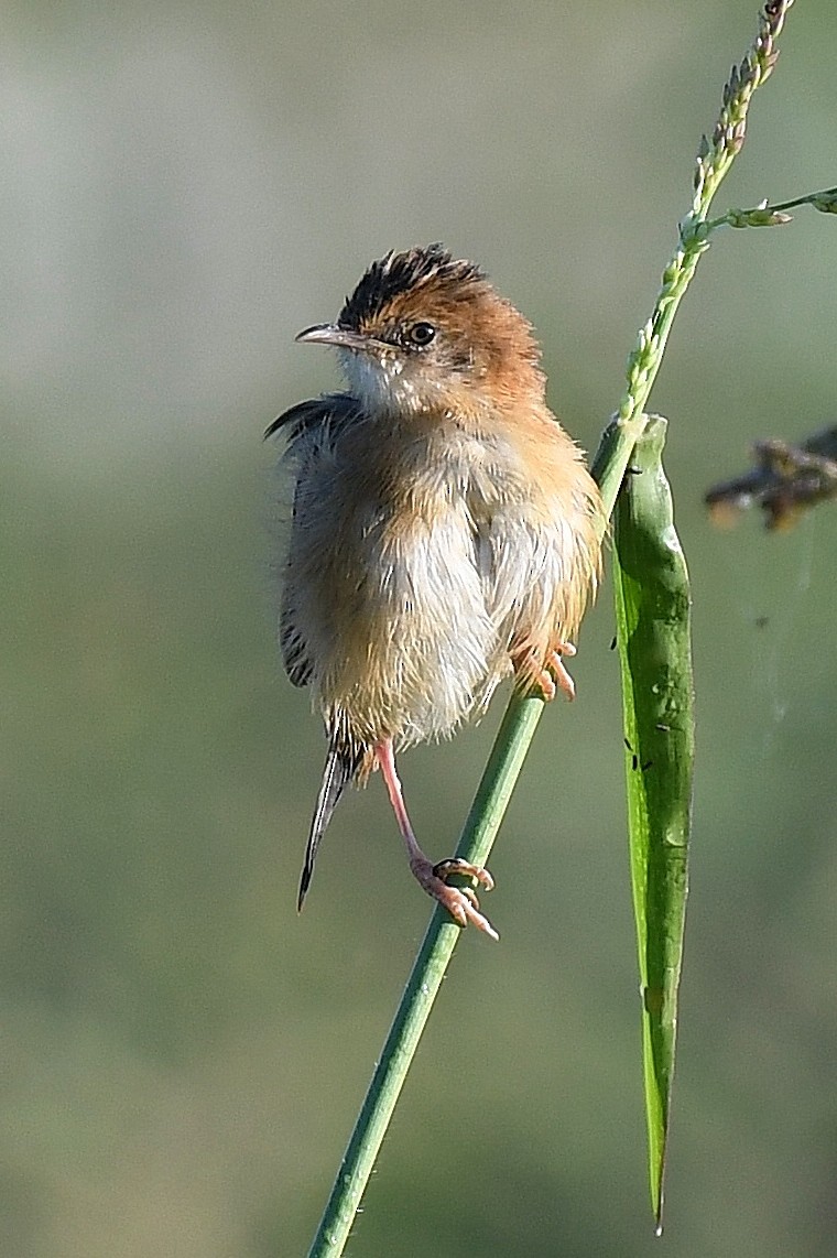 Golden-headed Cisticola - ML56635821