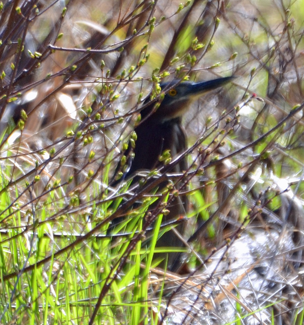 Green Heron - ML56635881