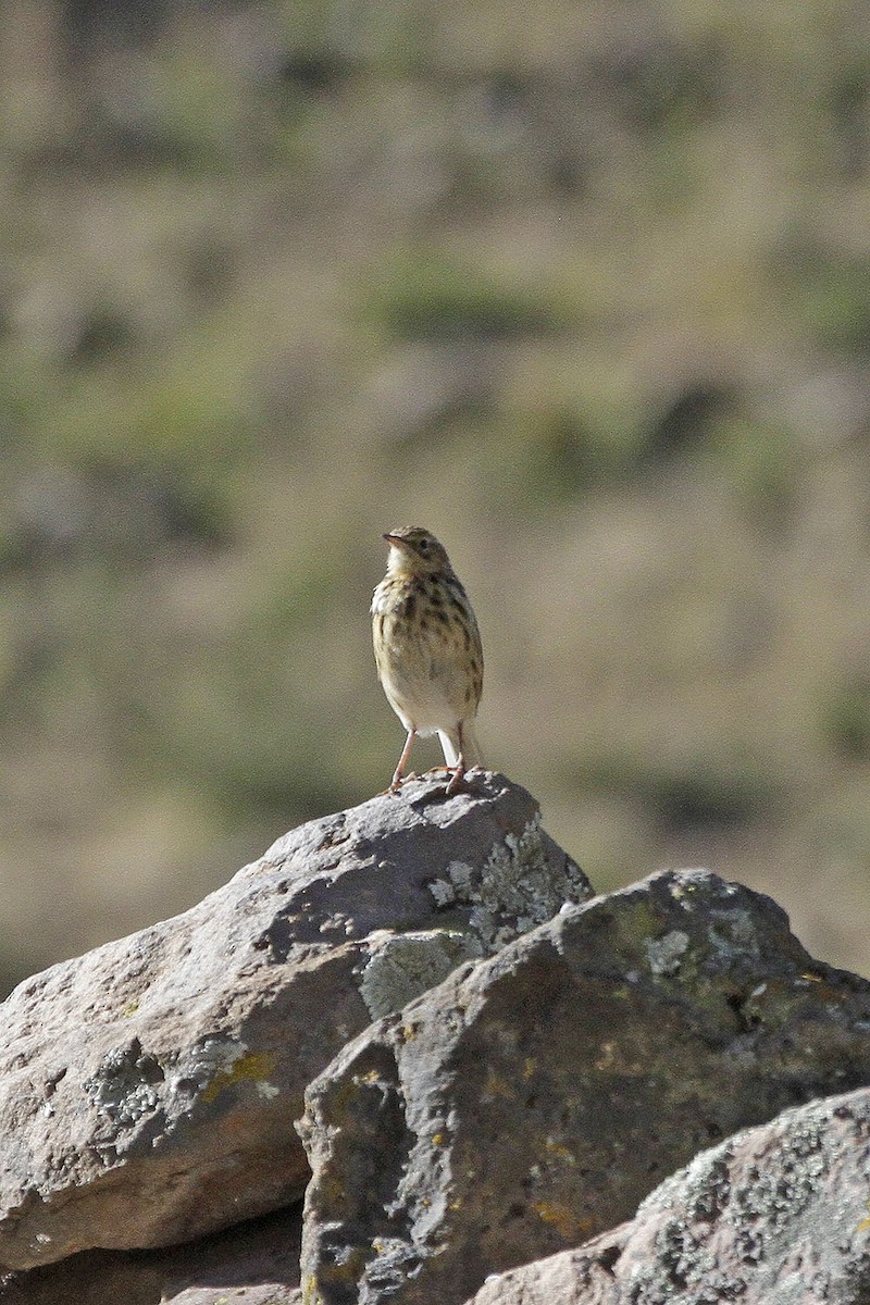 Correndera Pipit (Correndera) - ML56635891