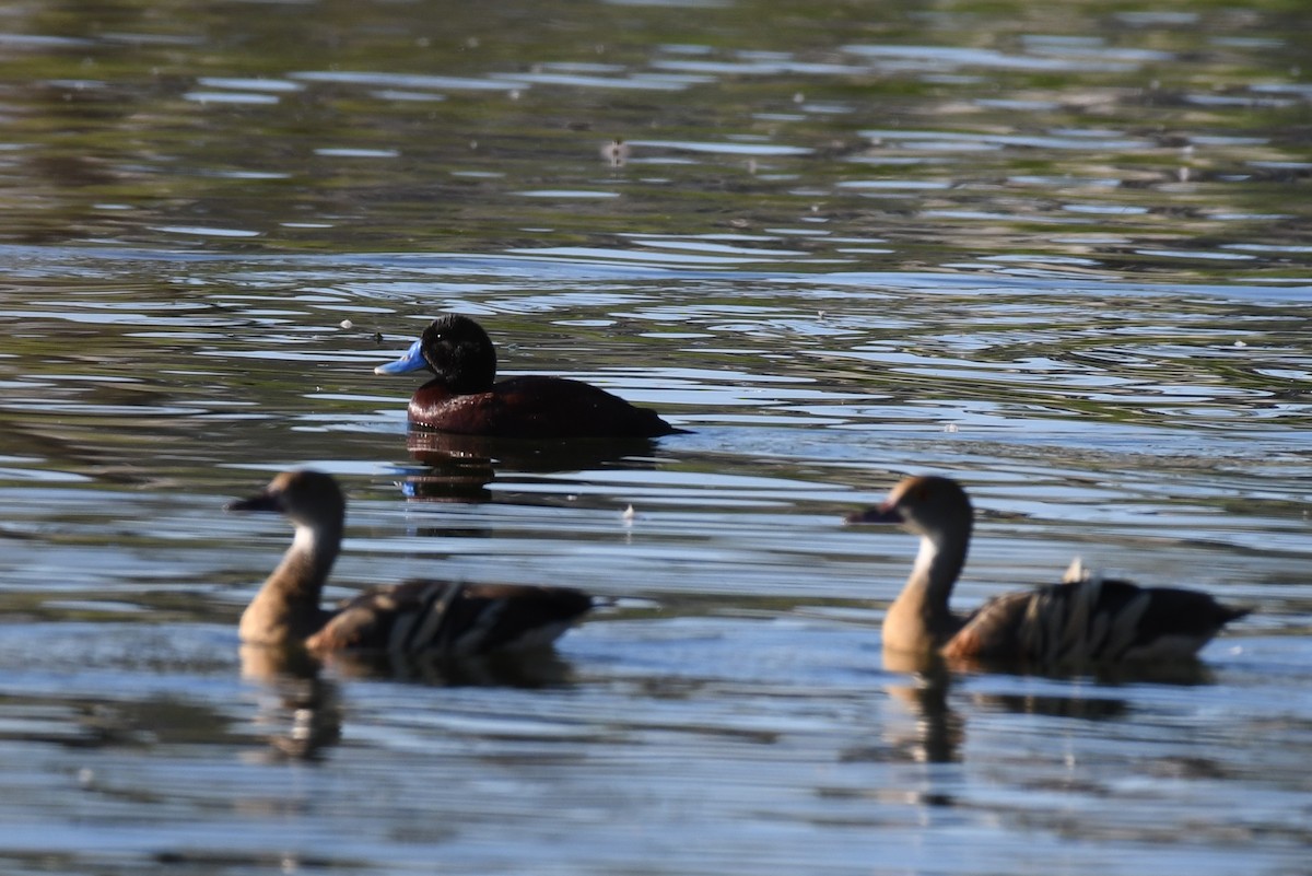 Blue-billed Duck - Terence Alexander