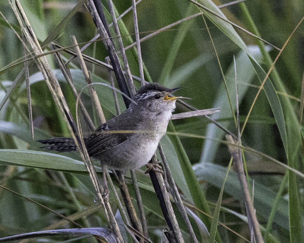 Marsh Wren - ML566359841