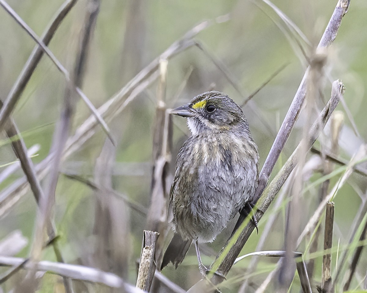 Seaside Sparrow - ML566359891