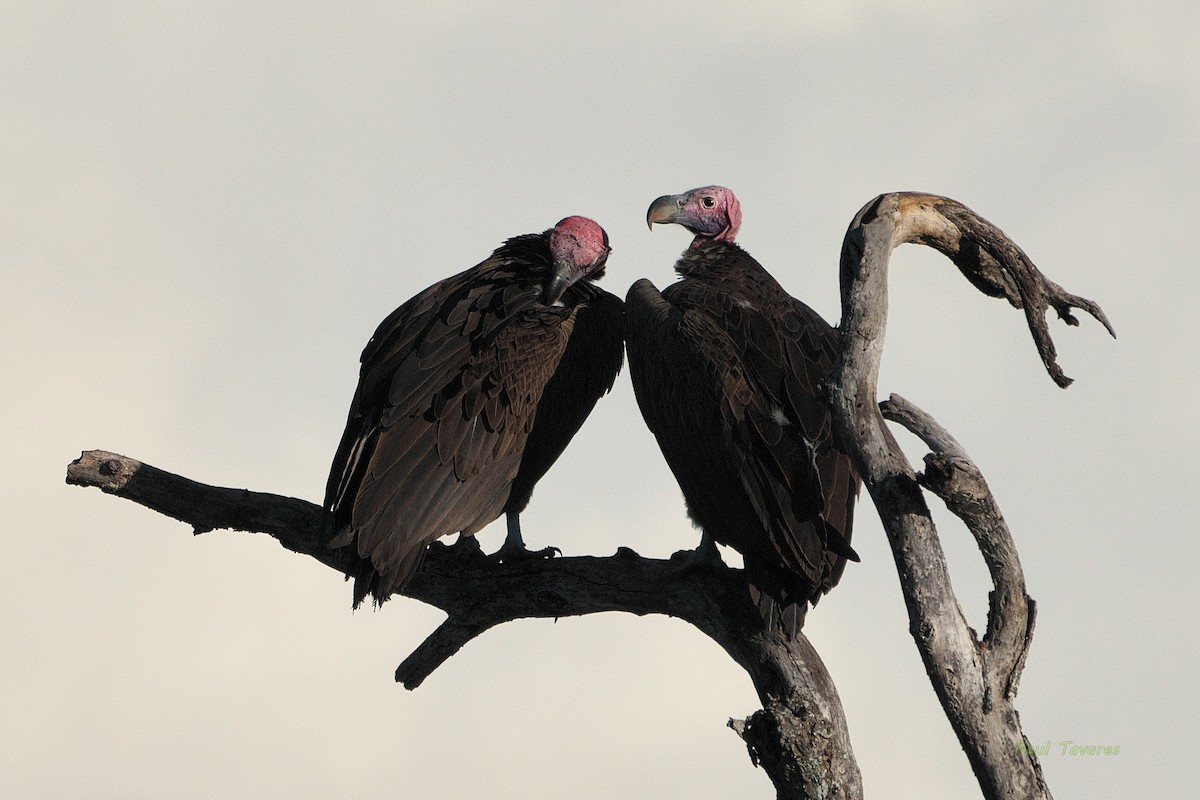 Lappet-faced Vulture - ML566360121