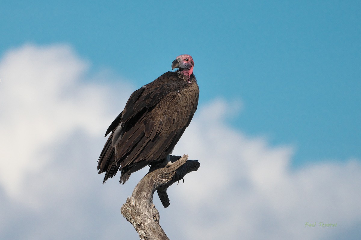 Lappet-faced Vulture - ML566360131