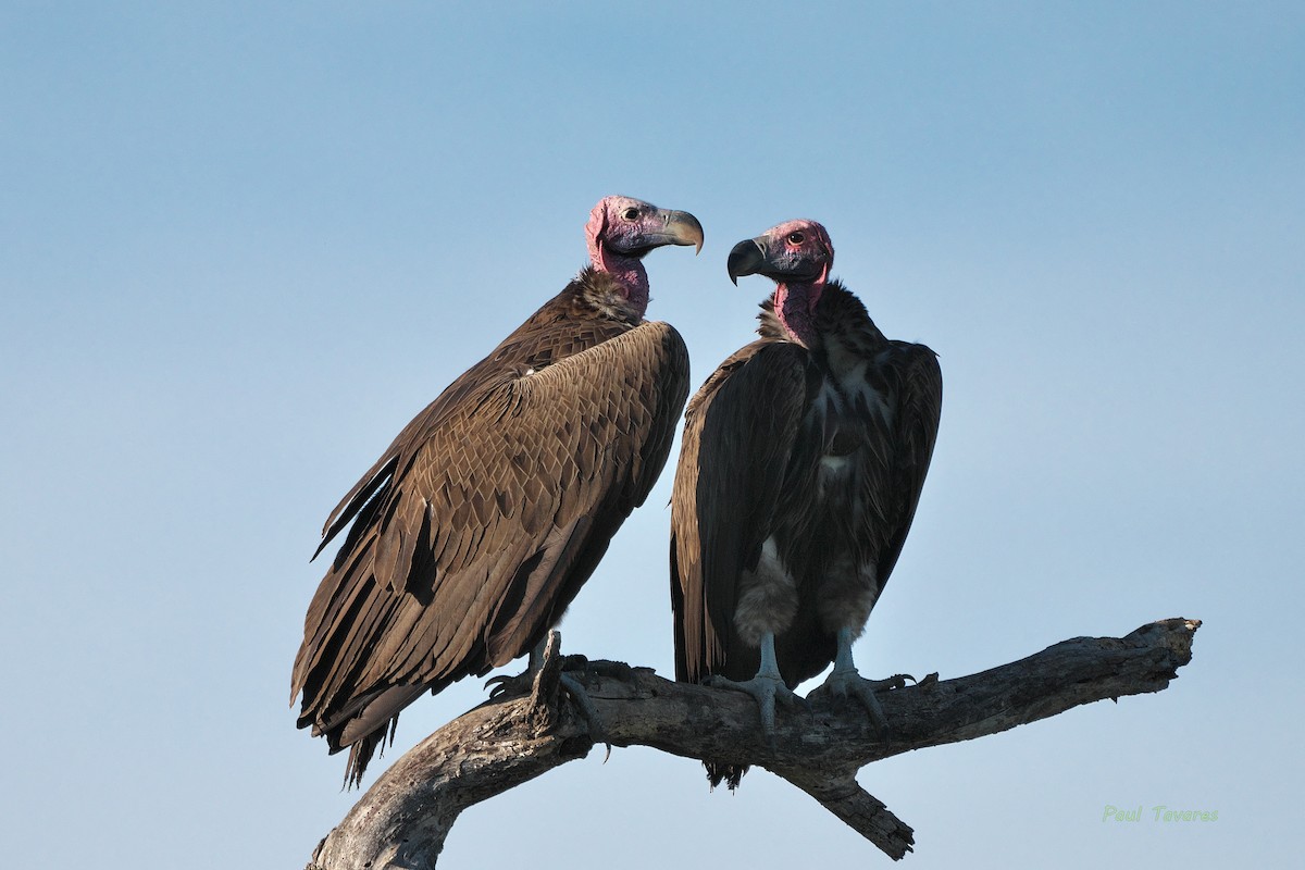 Lappet-faced Vulture - ML566360141