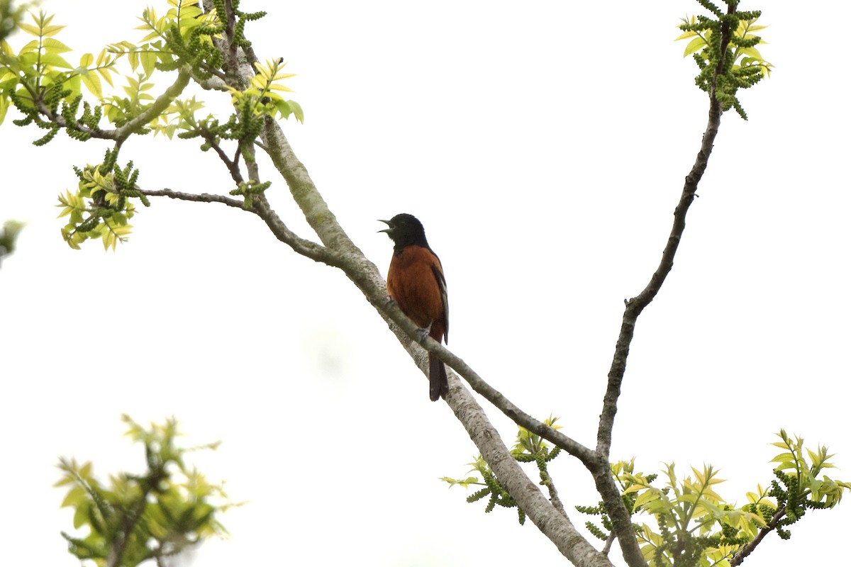 Orchard Oriole - ML566361391