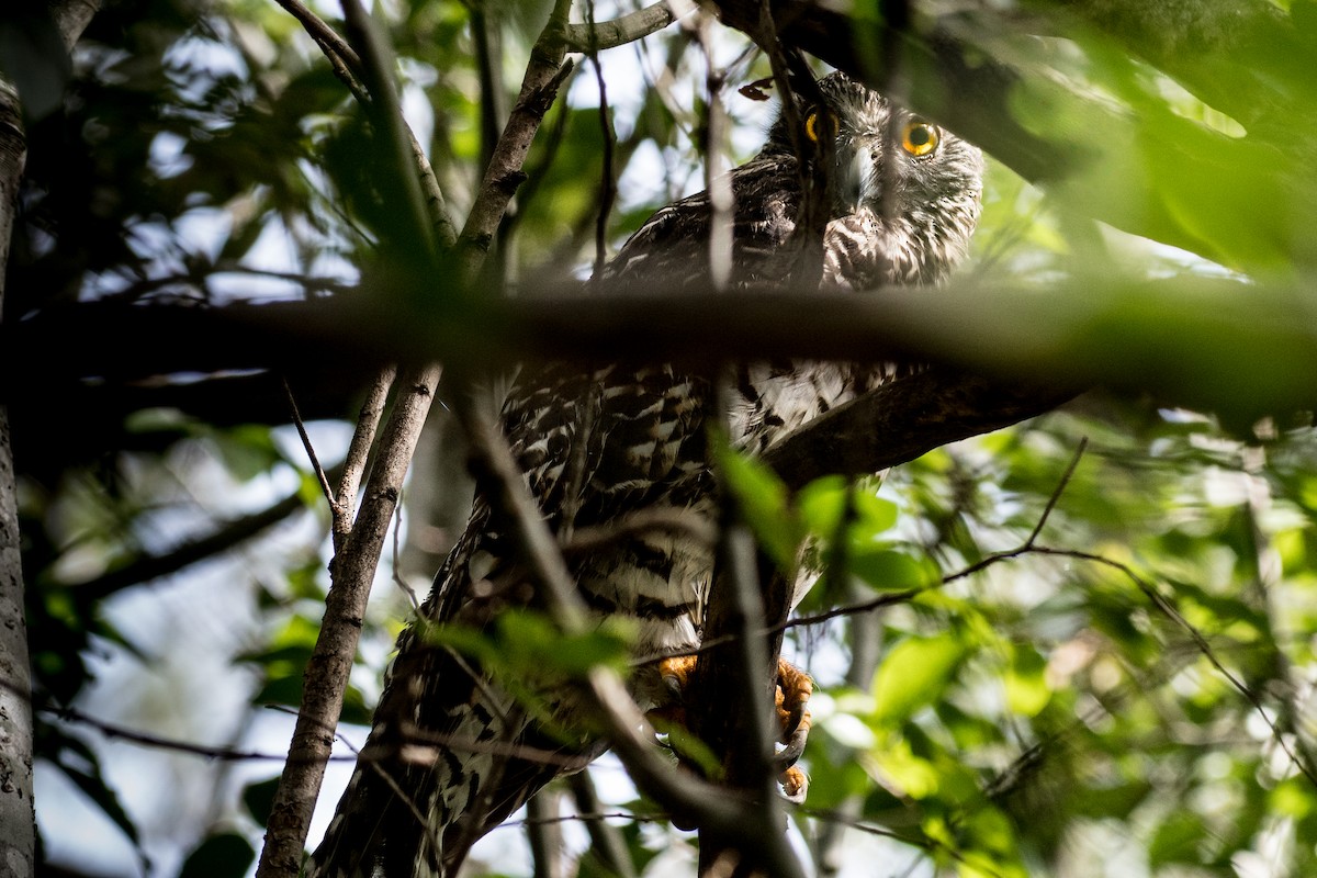 Powerful Owl - Terence Alexander