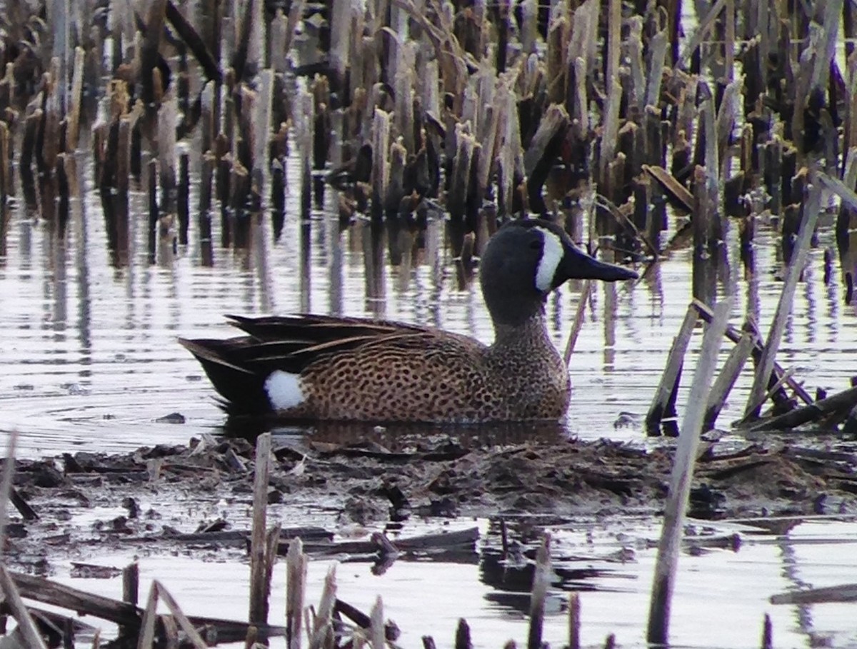 Blue-winged Teal - ML56636221