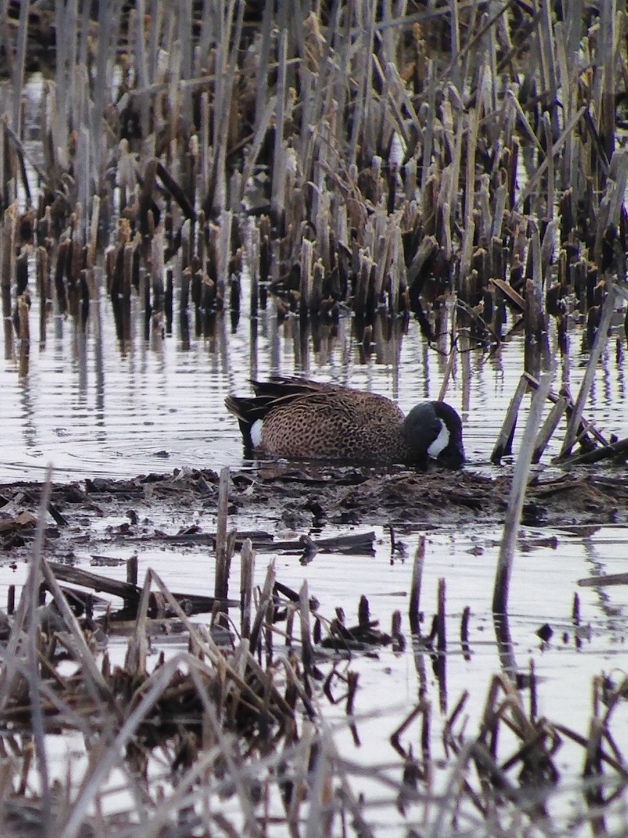 Blue-winged Teal - ML56636231