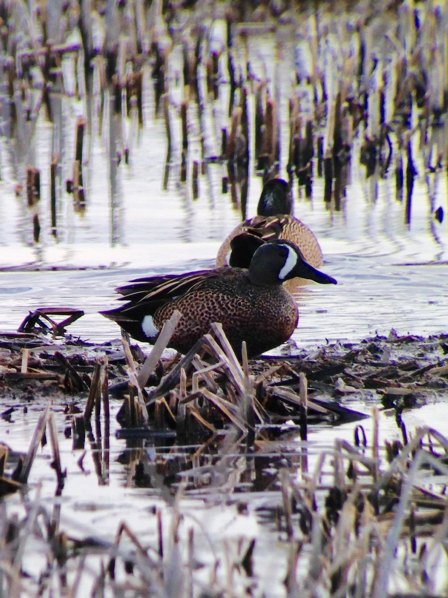 Blue-winged Teal - ML56636241