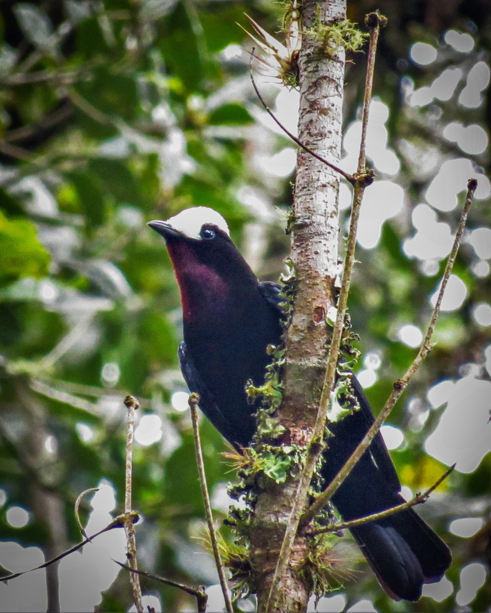 White-capped Tanager - ML566362461
