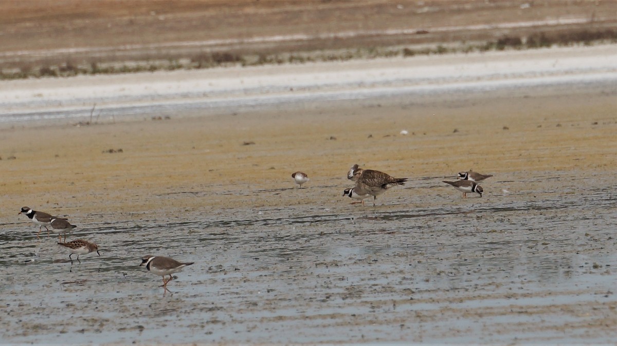 European Golden-Plover - David Guillén García