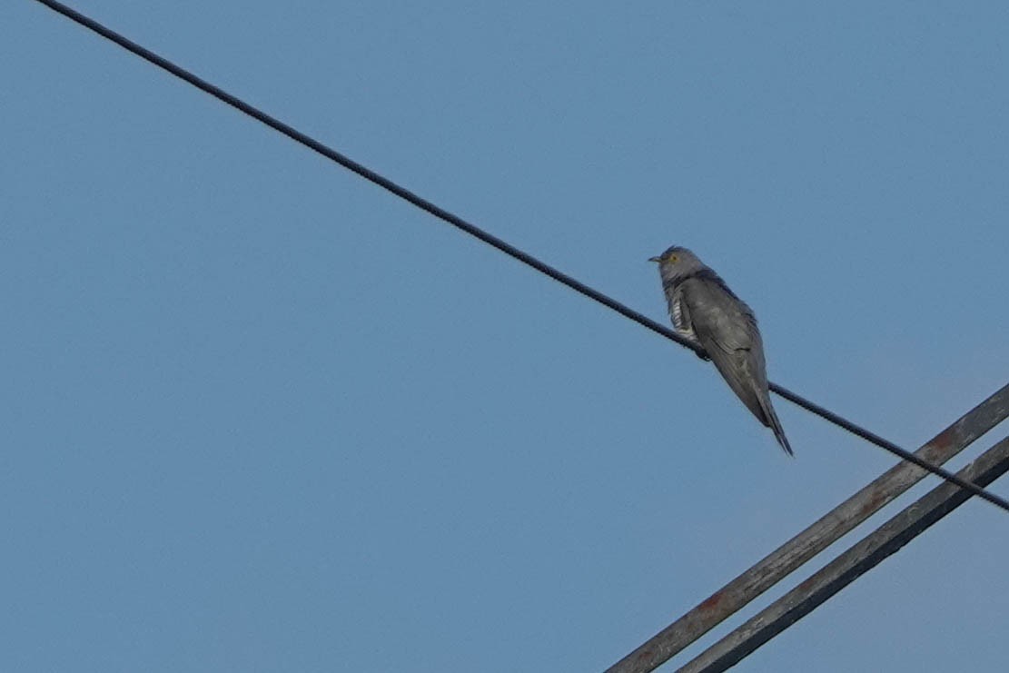 Common Cuckoo - ML566363241