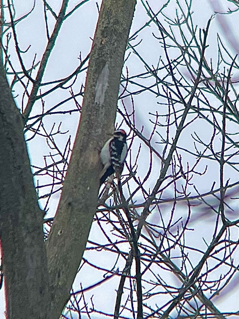 Hairy Woodpecker - ML566364311