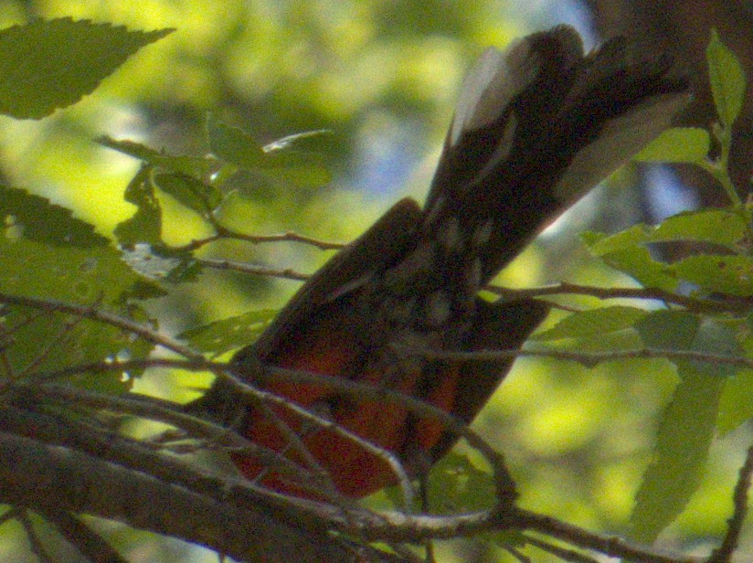 Slate-throated Redstart - ML566365641