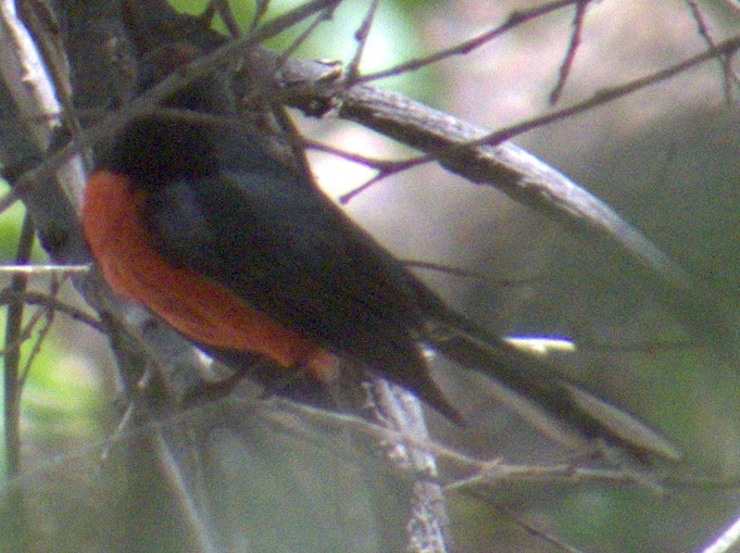 Slate-throated Redstart - ML566365811