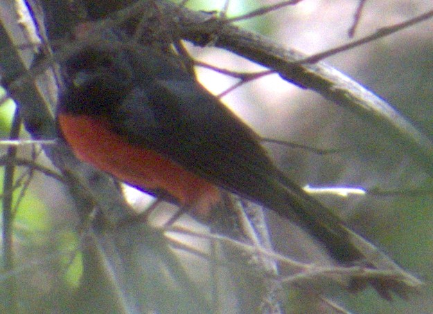 Slate-throated Redstart - ML566365821