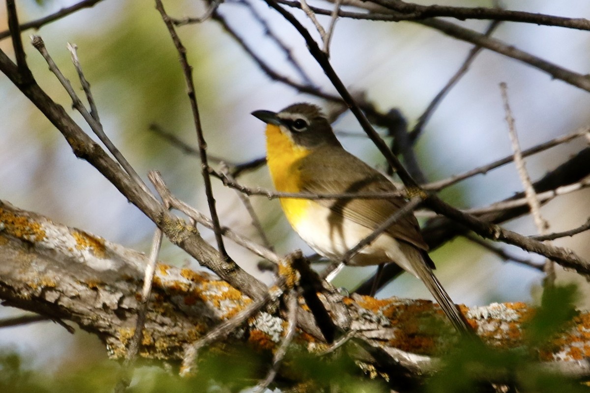 Yellow-breasted Chat - ML566366181