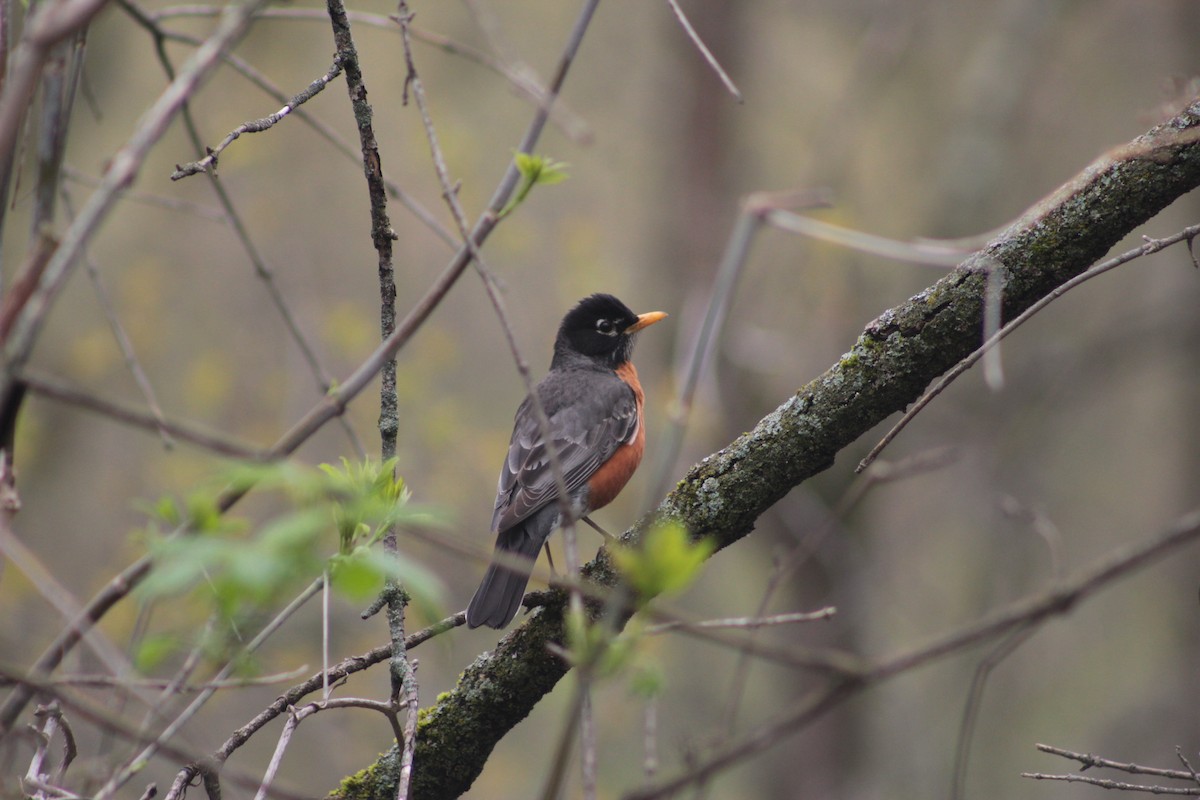 American Robin - ML56636671