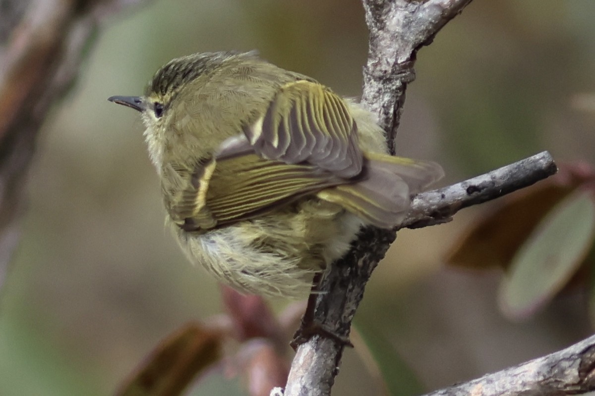 Buff-barred Warbler - ML566366741