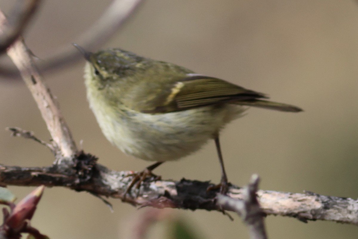 Buff-barred Warbler - ML566366751