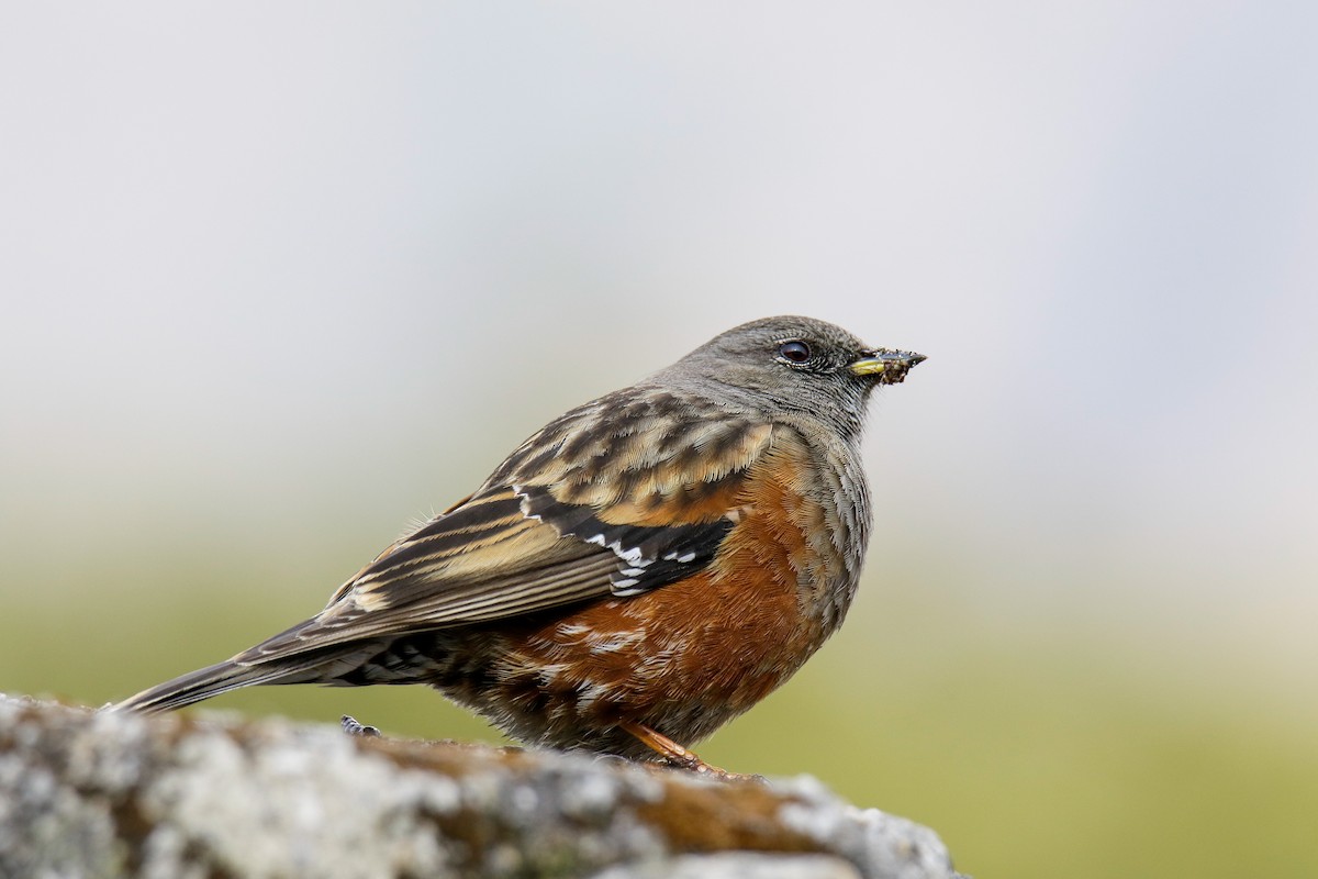 Alpine Accentor - ML566366991