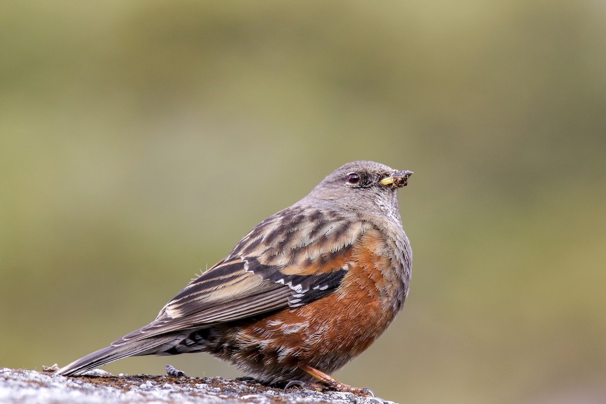 Alpine Accentor - ML566367051