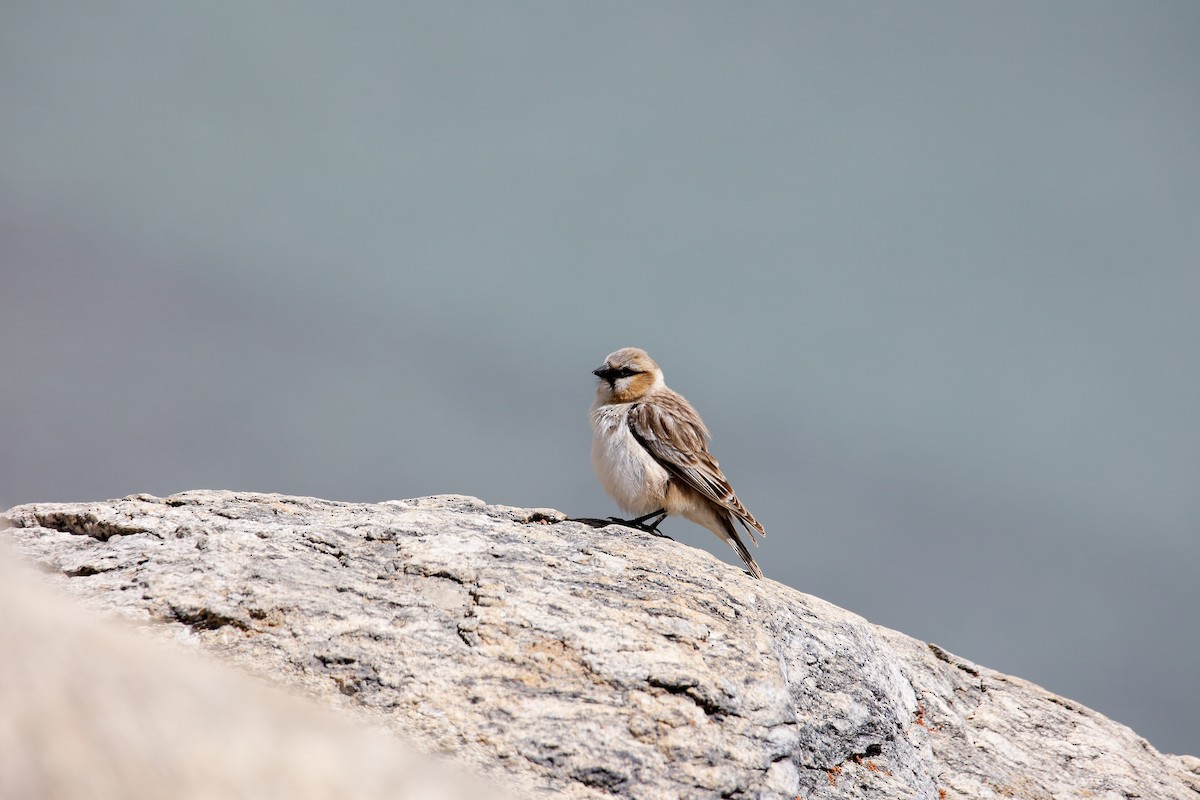 Rufous-necked Snowfinch - ML566367101