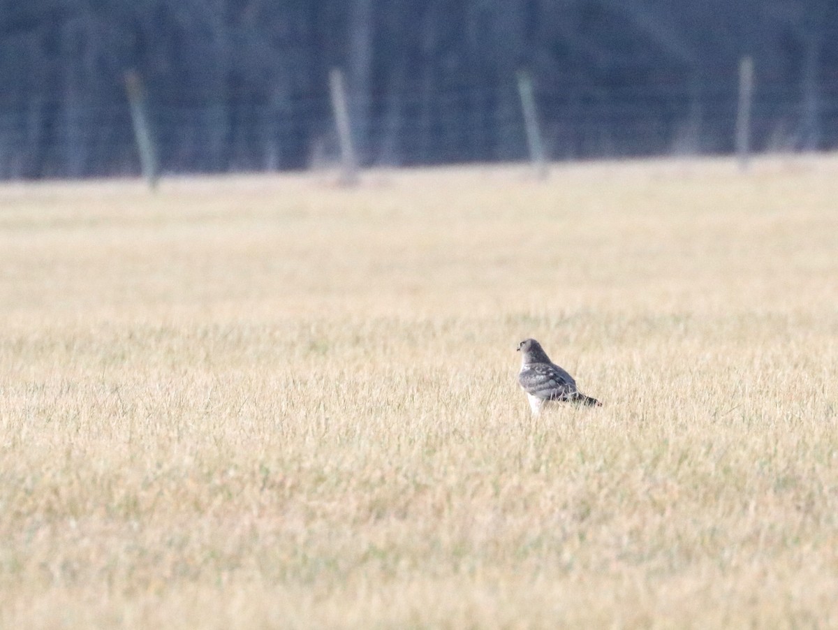 Northern Harrier - ML566367571