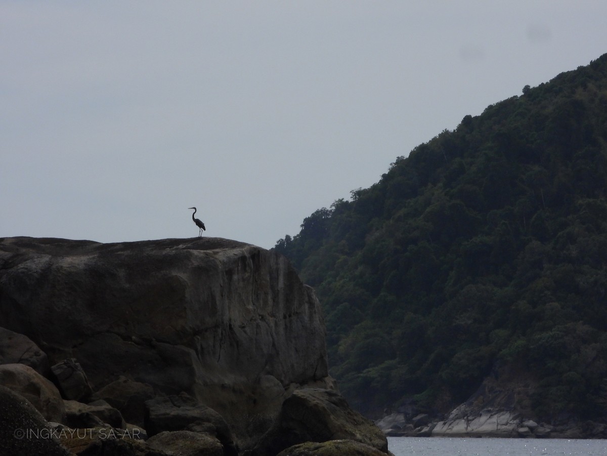 Great-billed Heron - ML566368081