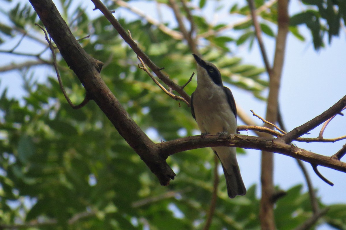 Malabar Woodshrike - Felix Hesse