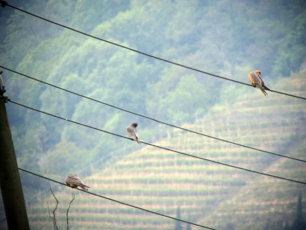 Red-footed Falcon - ML56636921