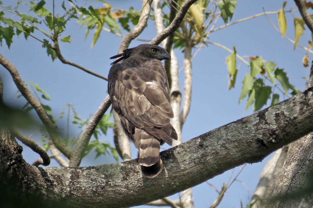 Changeable Hawk-Eagle - ML566369261