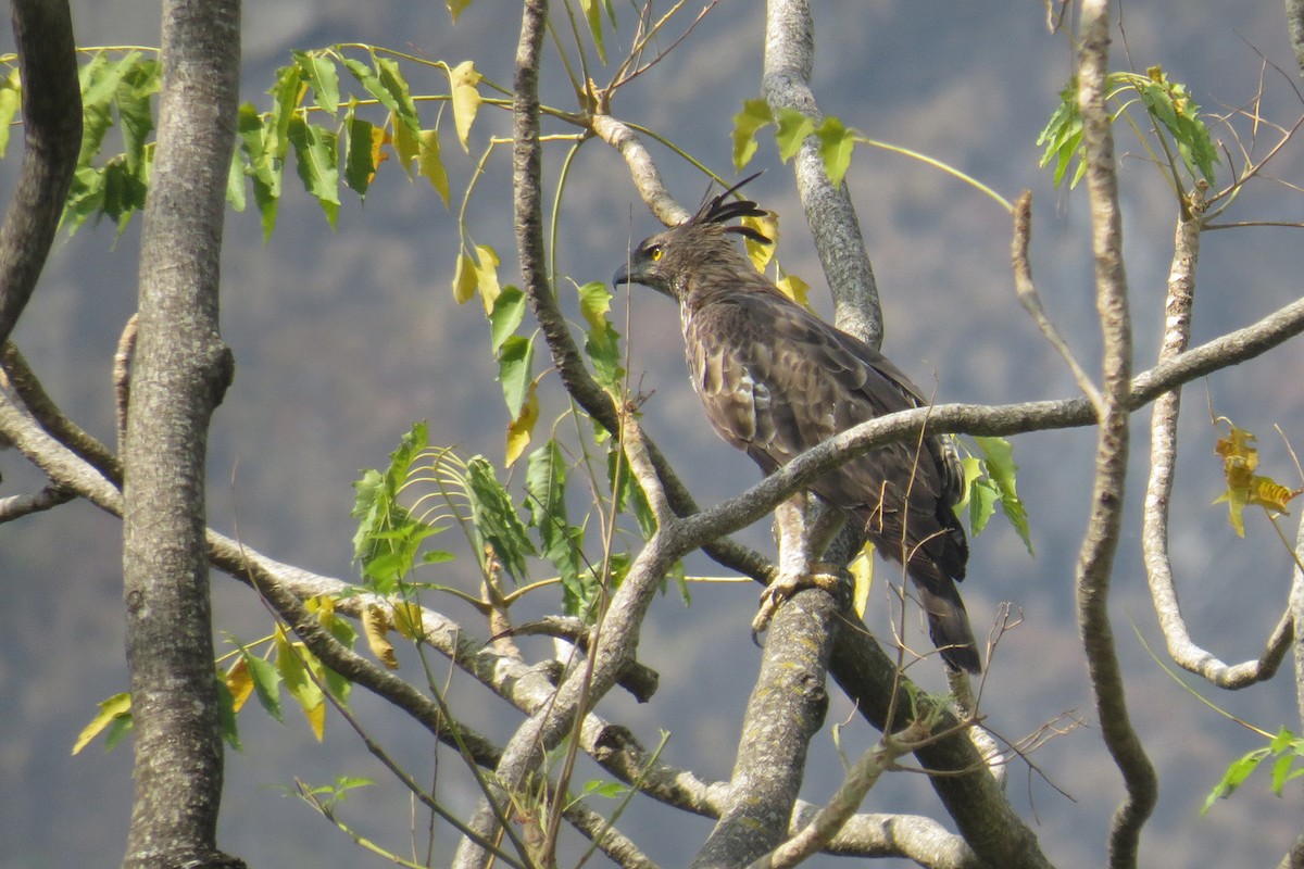 Changeable Hawk-Eagle - ML566369291