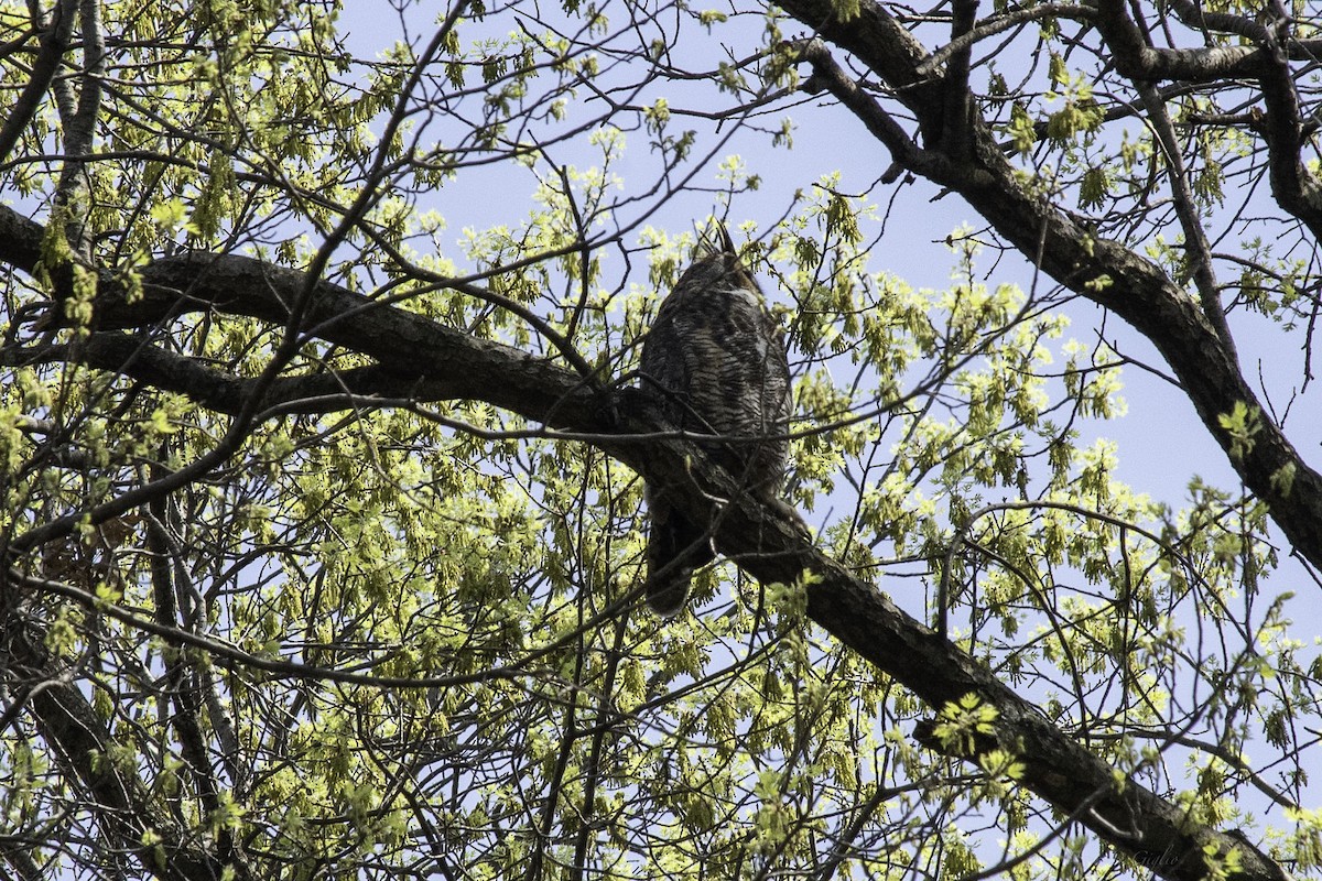 Great Horned Owl - ML566369311