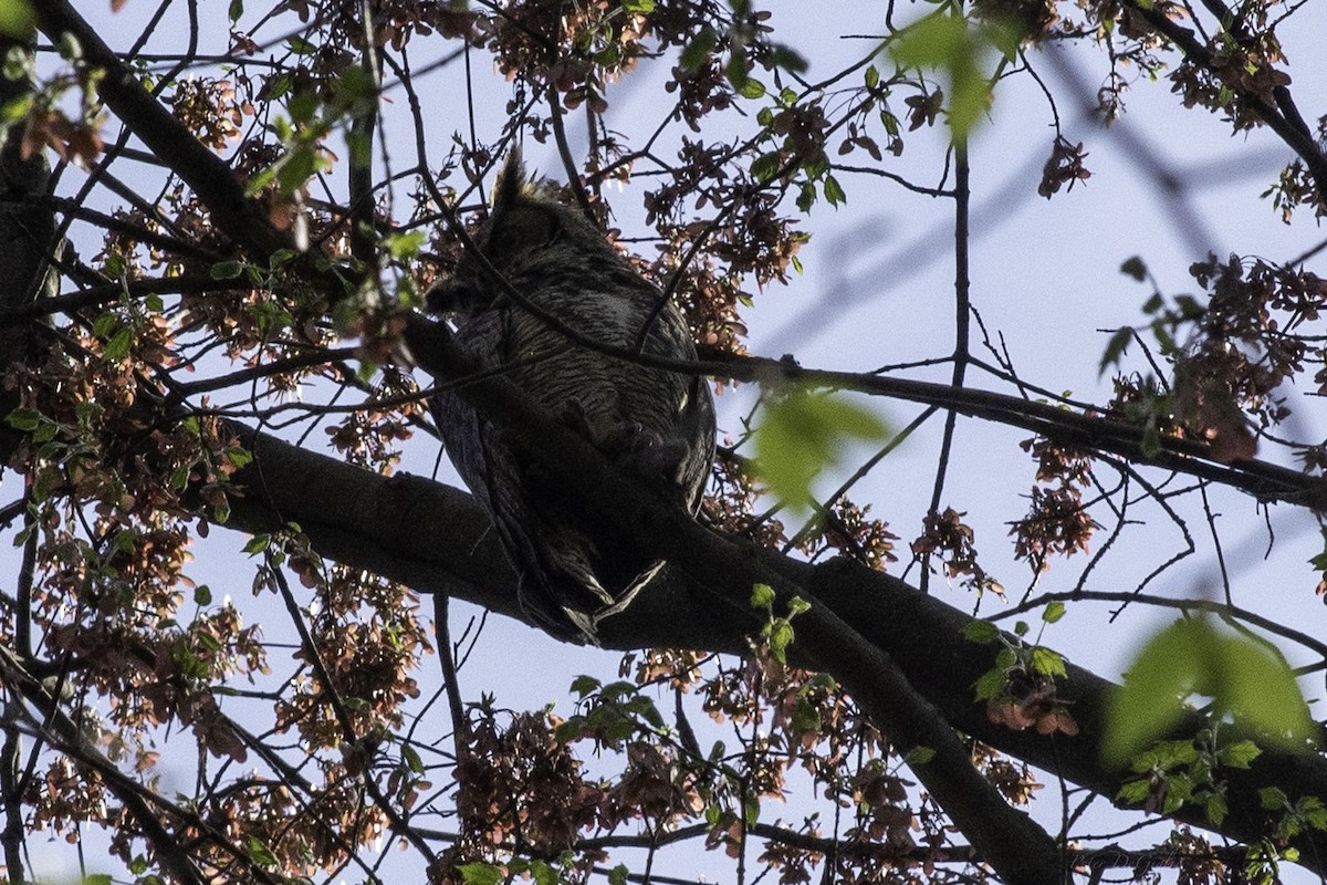 Great Horned Owl - ML566369331