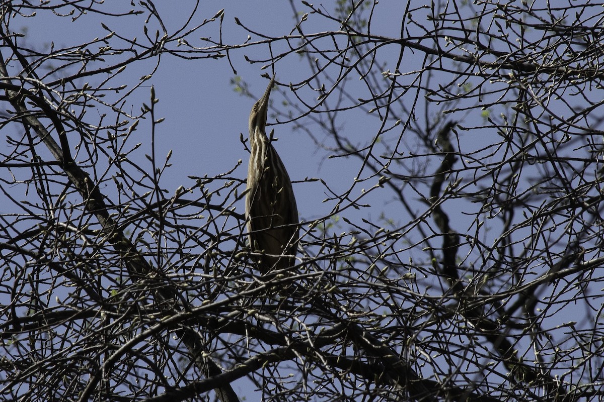 American Bittern - ML566369691