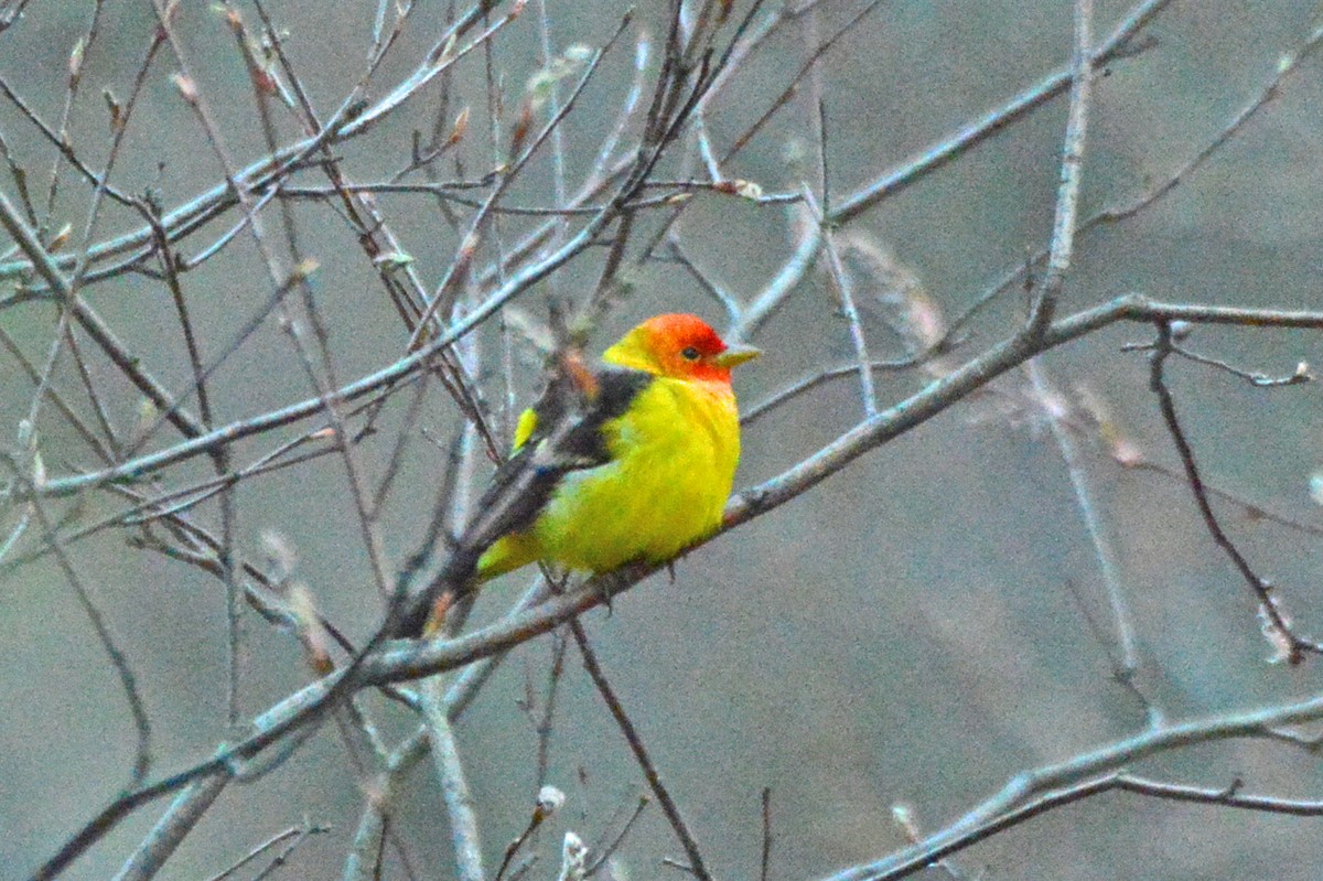 Western Tanager - ML56637061