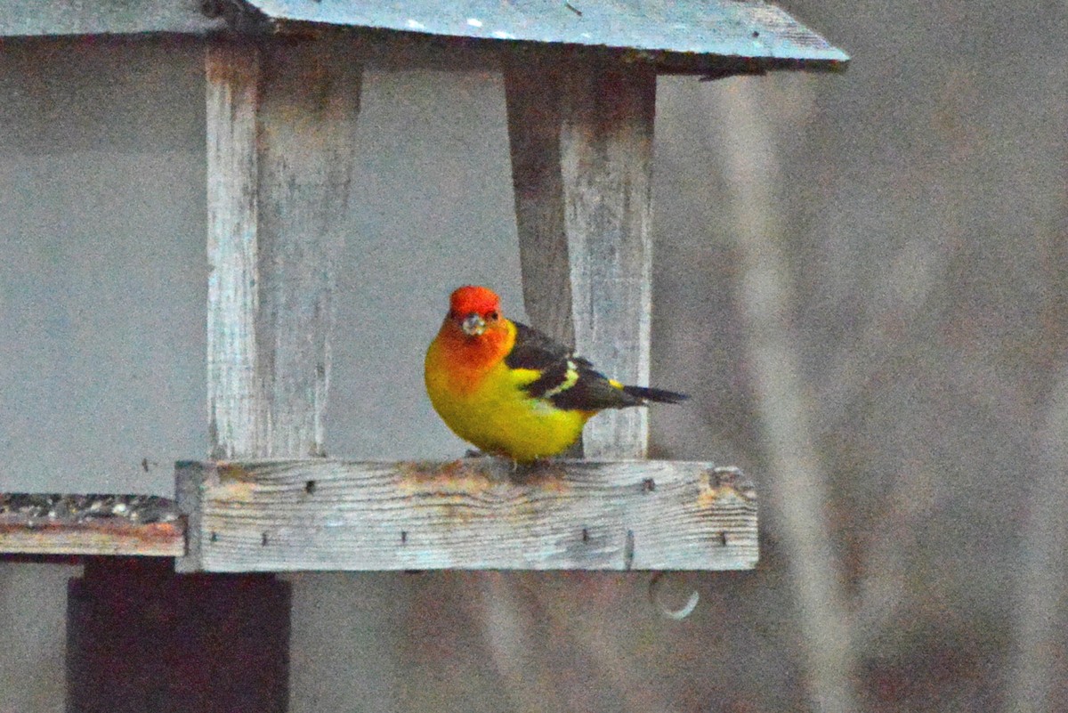 Western Tanager - ML56637081