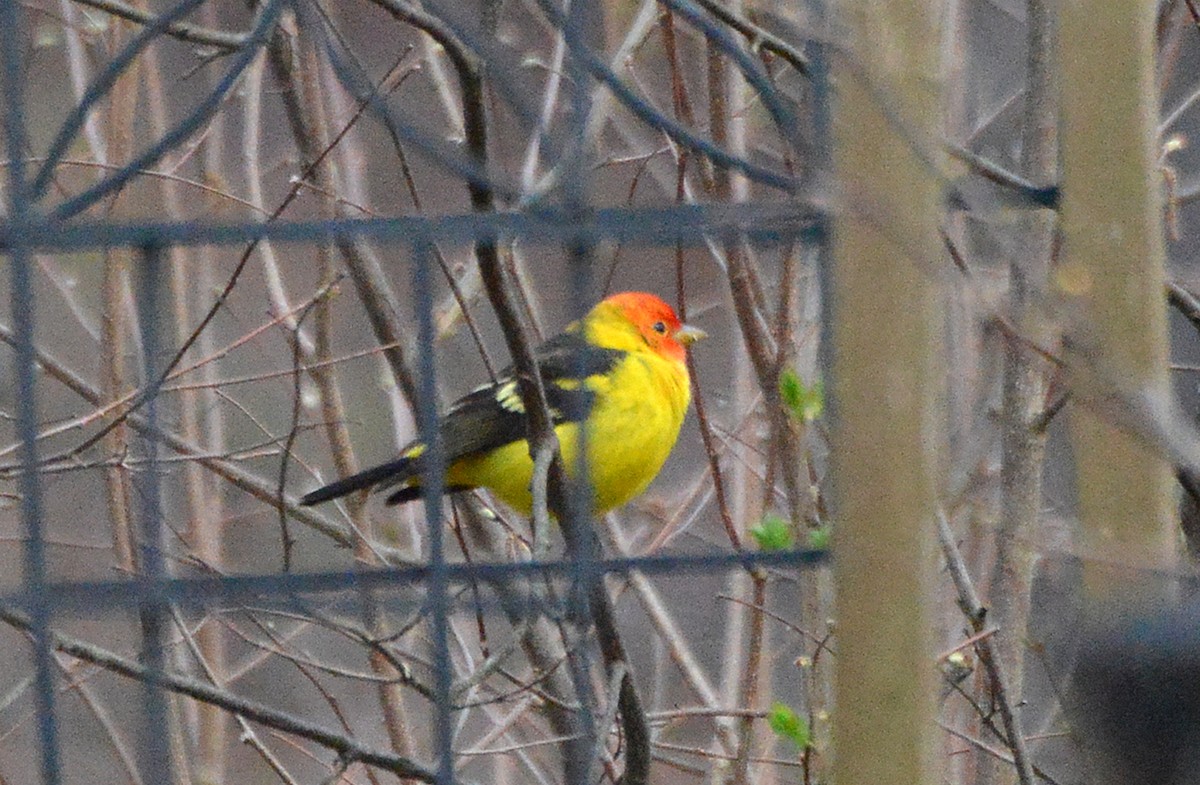 Western Tanager - ML56637101